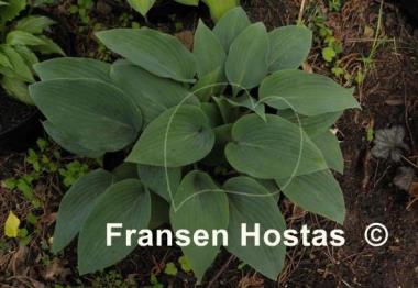 Hosta Valley's Vanilla Sticks