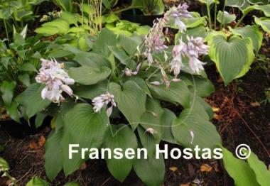 Hosta Valley's Vanilla Sticks