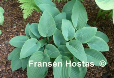 Hosta Valley's Vanilla Sticks
