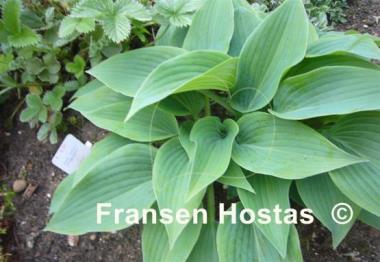 Hosta Valley's Vanilla Sticks