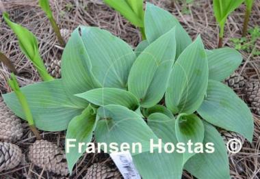 Hosta Valley's Vanilla Sticks