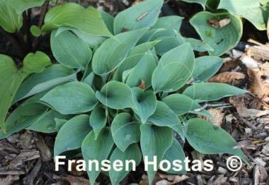 Hosta Valley's Vanilla Sticks