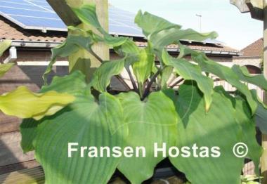 Hosta Valley's White Suit