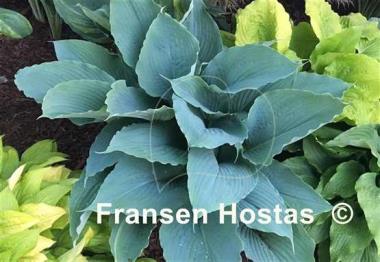 Hosta Valyrian Steel