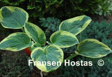 Hosta Van Wade