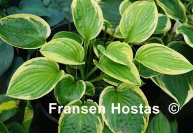 Hosta Van Wade