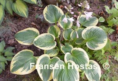 Hosta Van Wade