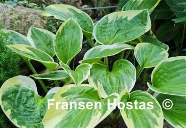 Hosta Van Wade