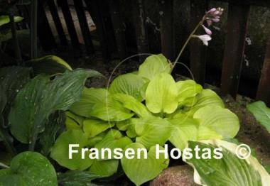 Hosta Vanilla Cream