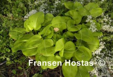 Hosta Vanilla Cream