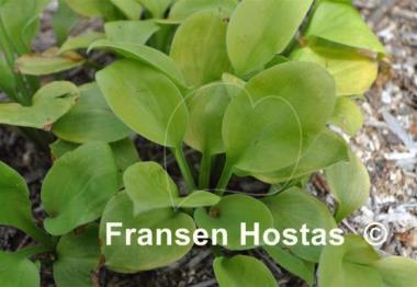 Hosta Vanilla Cream