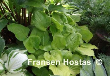 Hosta Vanilla Cream