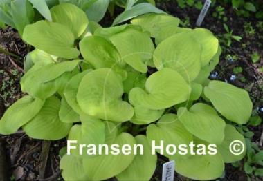 Hosta Vanilla Cream