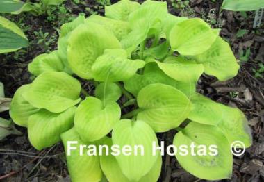 Hosta Vanilla Cream