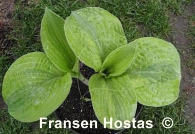 Hosta Velvet Moon