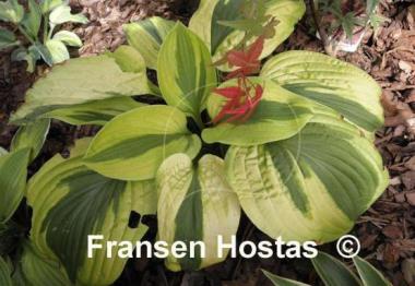 Hosta Velvet Moon