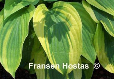 Hosta Velvet Moon