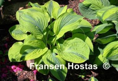 Hosta Velvet Moon