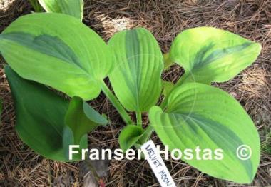 Hosta Velvet Moon