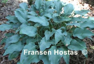 Hosta Venetian Blue