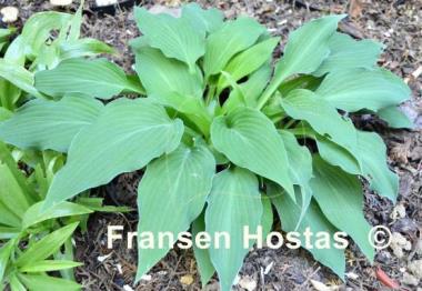 Hosta Venetian Blue