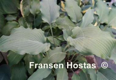 Hosta Venetian Star