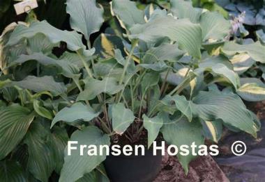 Hosta Venetian Star