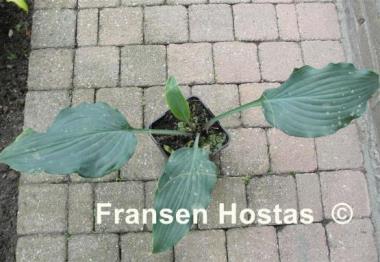 Hosta Venetian Star