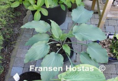 Hosta Venetian Star