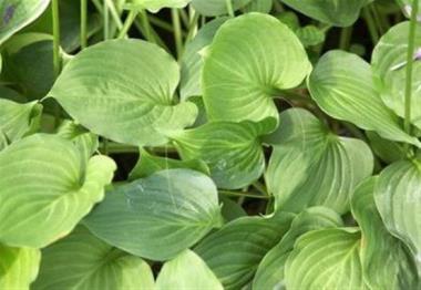 Hosta Venucosa