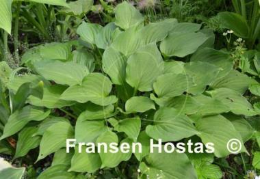Hosta Venucosa