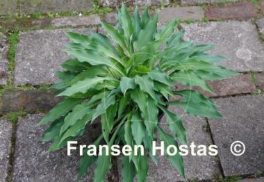 Hosta Venus Star