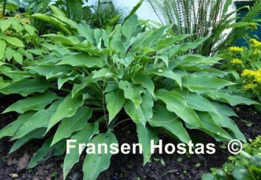 Hosta Venus Star