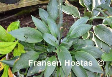 Hosta Venus Star