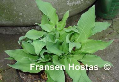 Hosta Venus Star