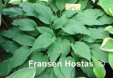 Hosta Venus Star