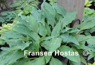 Hosta Venus Star