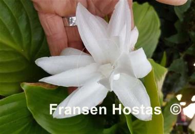 Hosta Venus - Fransen Hostas