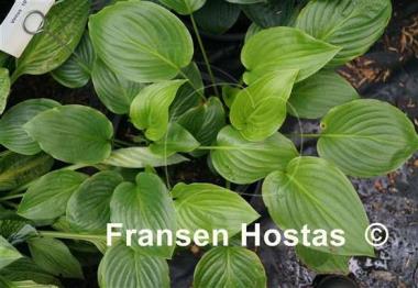 Hosta Venus