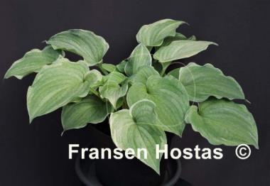 Hosta Vermont Frost