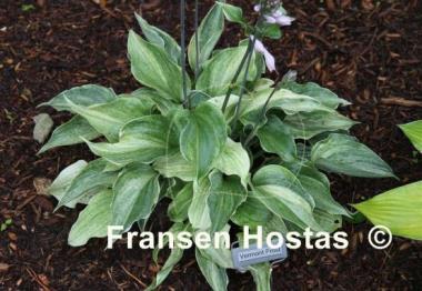 Hosta Vermont Frost