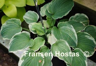 Hosta Vermont Frost