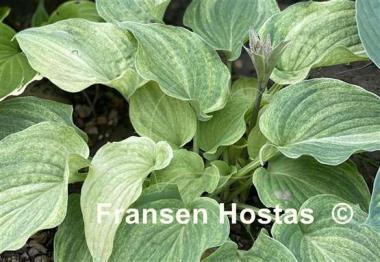 Hosta Vermont Frost