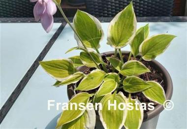 Hosta Verna Jean