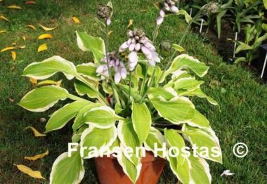 Hosta Verna Jean