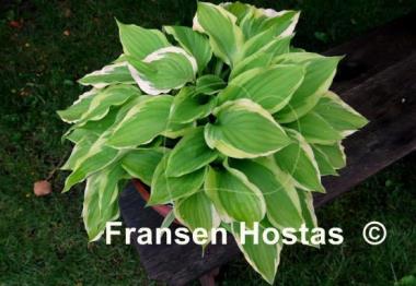 Hosta Verna Jean