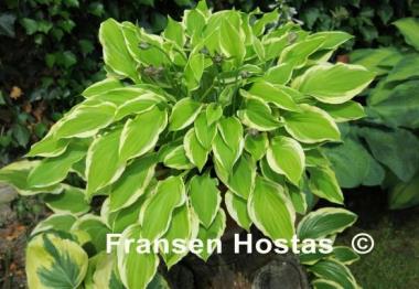 Hosta Verna Jean