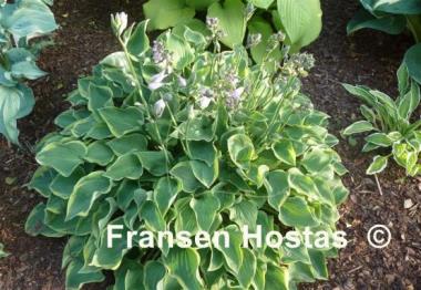 Hosta Veronica Lake