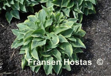 Hosta Veronica Lake