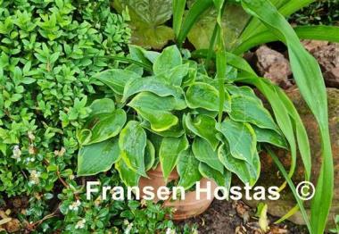 Hosta Veronica Lake